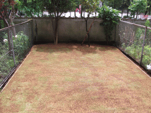 2マンション専用庭の芝張り