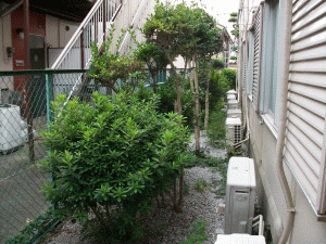 アパート植栽管理作業1