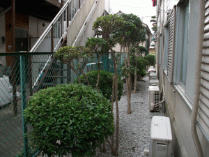 アパート植栽管理作業4