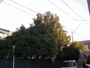 練馬区剪定作業前