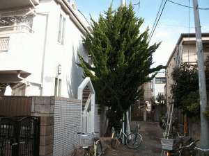 アパート植栽管理1