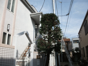 アパート植栽管理2