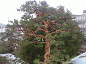 4樹高１５ｍ程の松の木剪定
