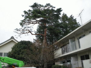 3樹高１５ｍ程の松の木剪定