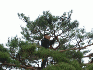 2樹高１５ｍ程の松の木剪定