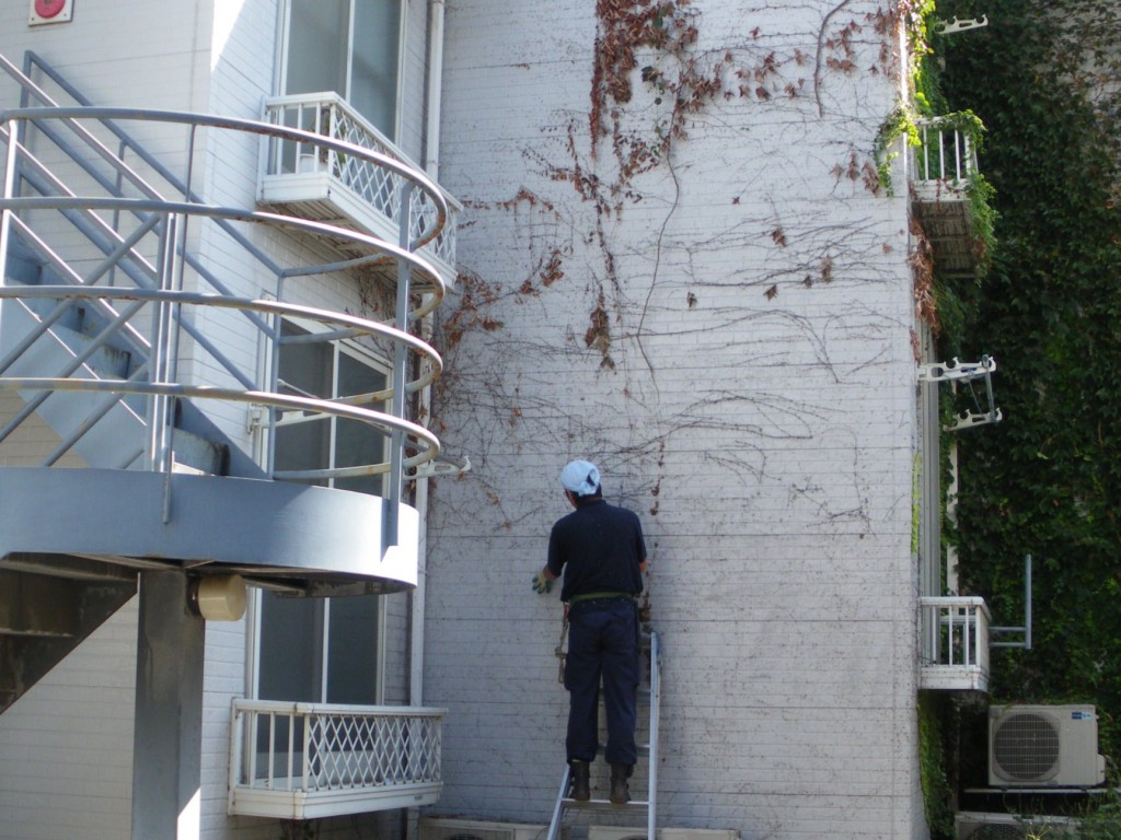 樹木伐採とツタ取り作業後