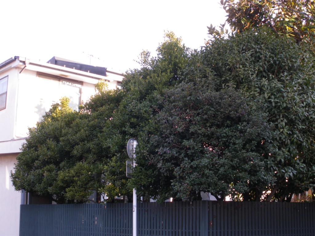 目黒区個人邸・剪定作業前