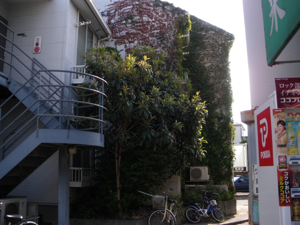 樹木伐採とツタ取り作業前