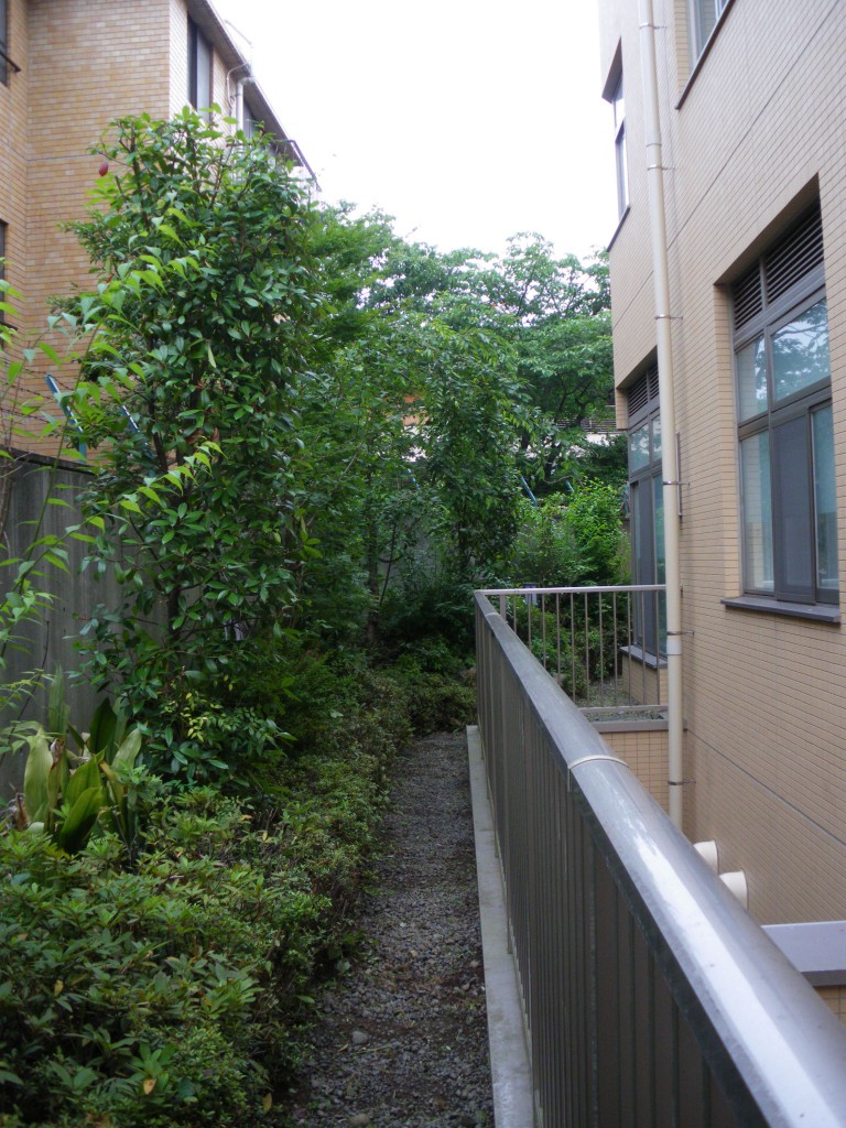 文京区集合住宅・剪定後