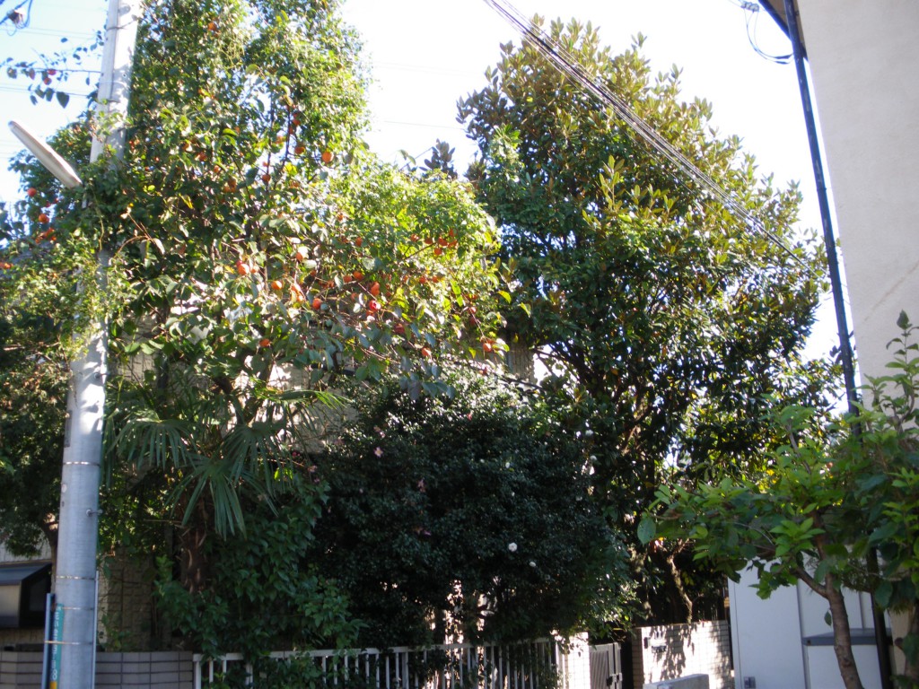 個人邸剪定作業前