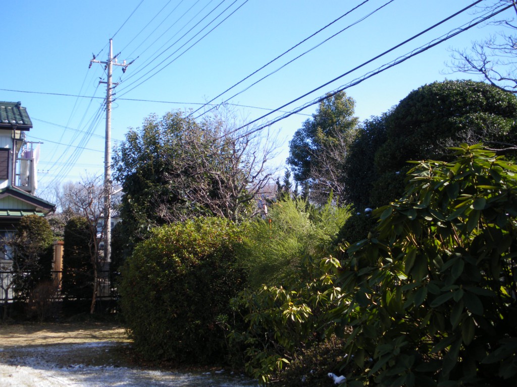 新座市個人邸・剪定前