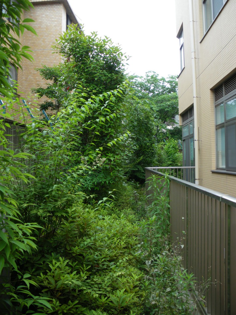 文京区集合住宅・剪定前